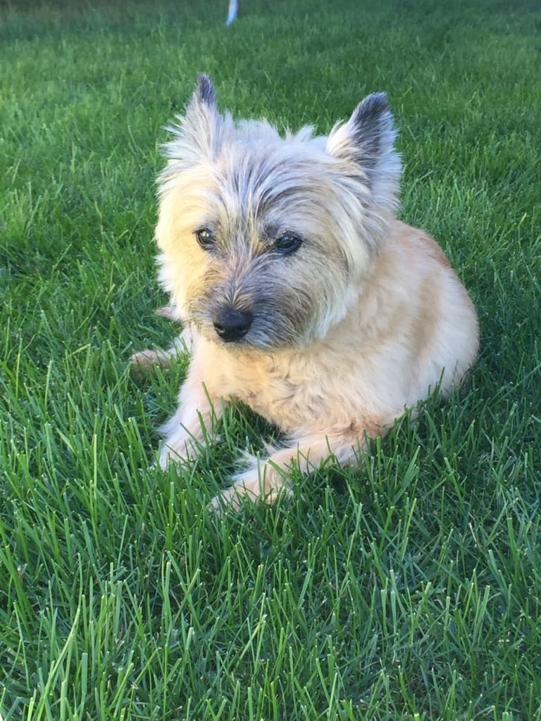 Skye, the dog who inspired the name Flawless Skye Beauty Bar